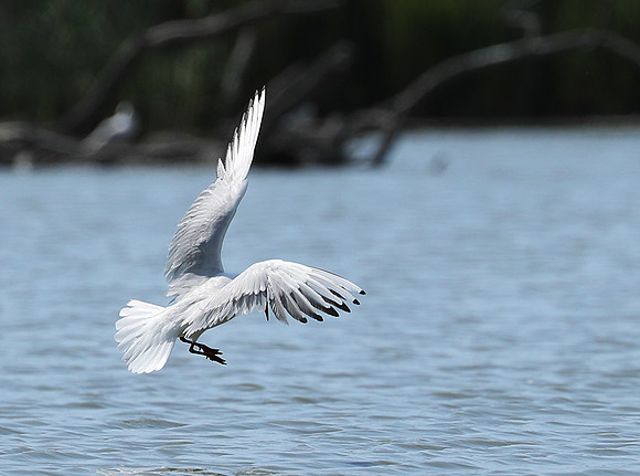 Black-headed gull - Camargue