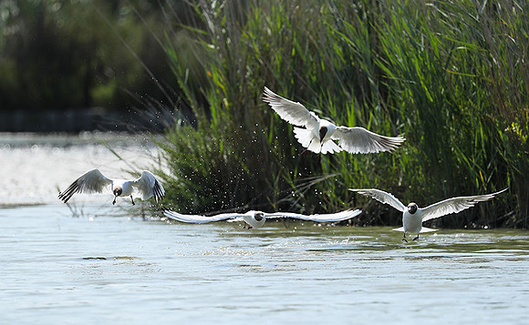 Black-headed gull - Camargue