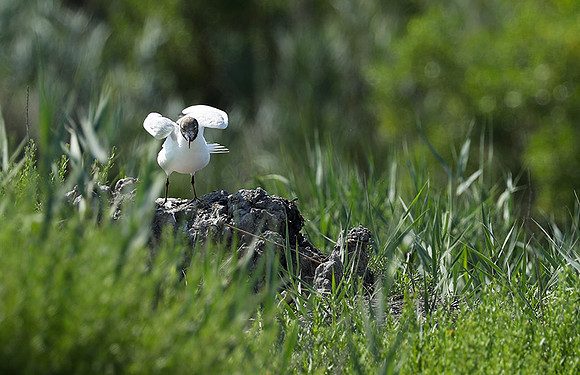 Black-headed gull - Camargue