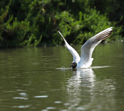 Black-headed gull - Camargue