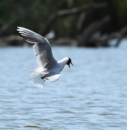 Black-headed gull - Camargue
