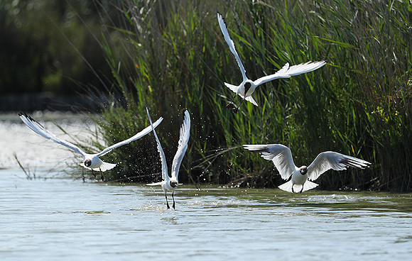 Black-headed gull - Camargue
