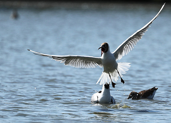 Black-headed gull - Camargue