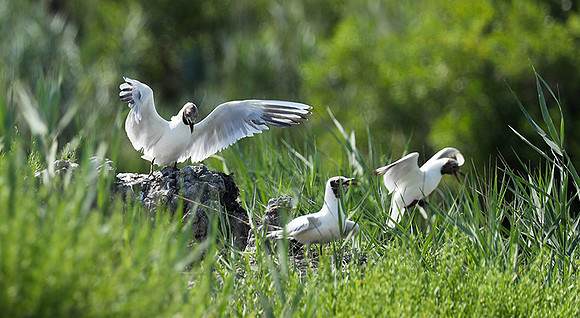 Black-headed gull - Camargue