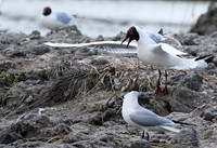Black-headed gull - Camargue