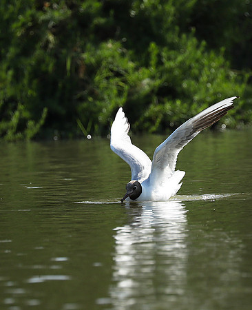 Black-headed gull - Camargue