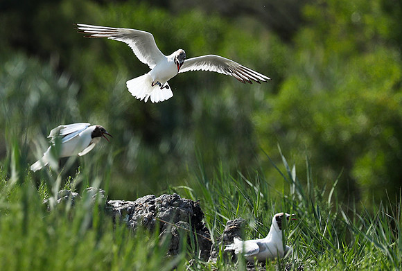 Black-headed gull - Camargue