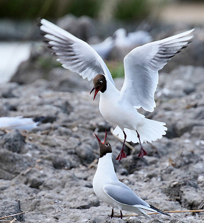 Black-headed gull - Camargue