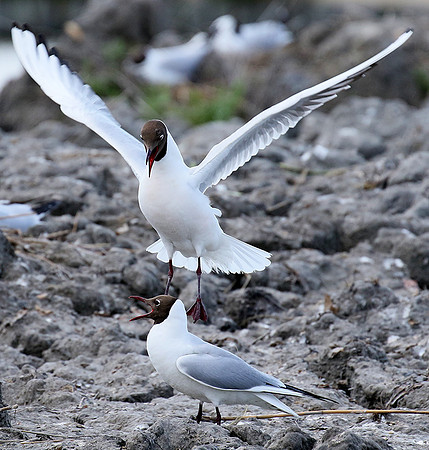 Black-headed gull - Camargue