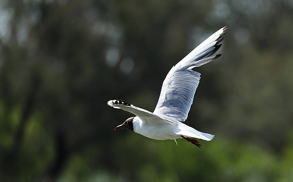 Black-headed gull - Camargue