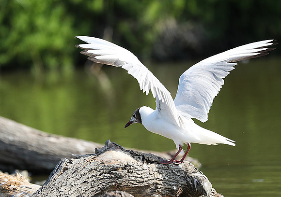 Black-headed gull - Camargue