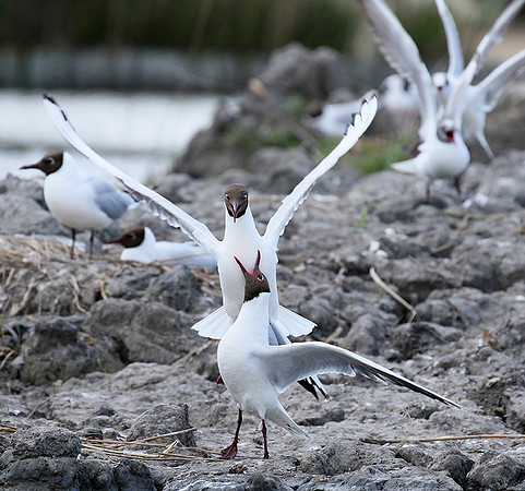 Black-headed gull - Camargue