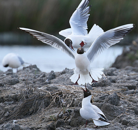 Black-headed gulls