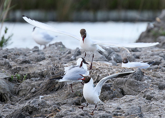 Black-headed gull - Camargue