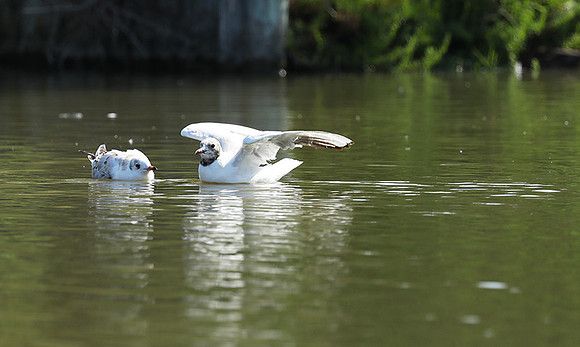 Black-headed gull - Camargue