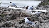 Black-headed gull - Camargue