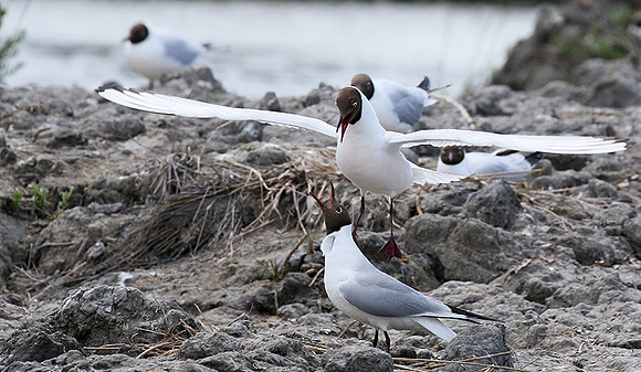 Black-headed gull - Camargue