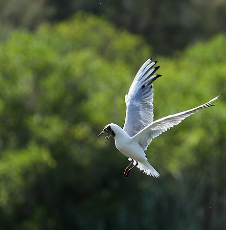 Black-headed gull - Camargue