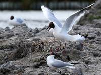 Black-headed gull - Camargue