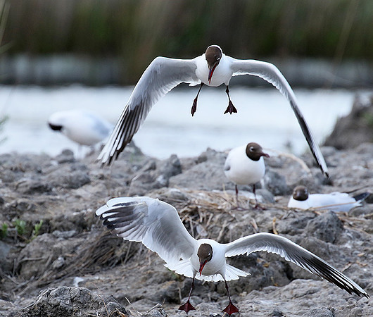 Black-headed gull - Camargue