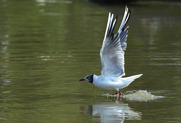 Black-headed gull - Camargue