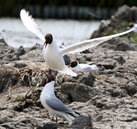 Black-headed gull - Camargue