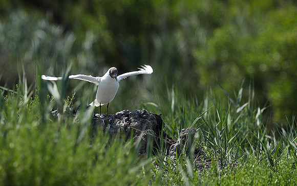 Black-headed gull - Camargue