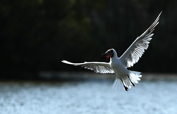 Black-headed gull - Camargue