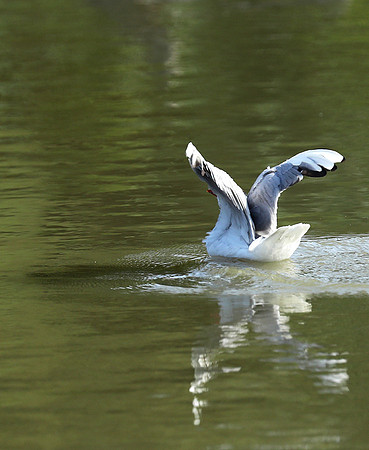 Black-headed gull - Camargue