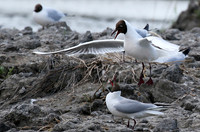Black-headed gull - Camargue