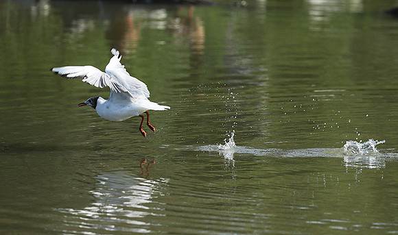 Black-headed gull
