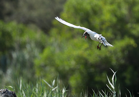 Black-headed gull - Camargue