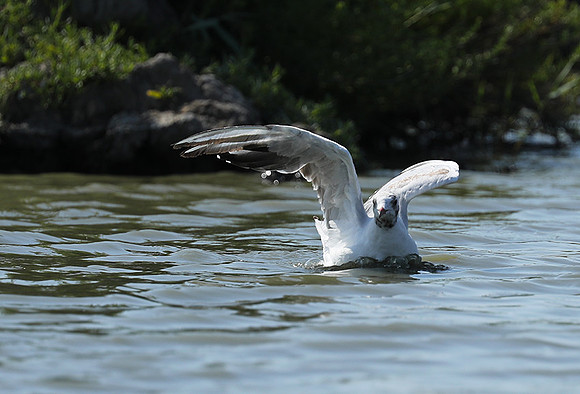 Black-headed gull - Camargue