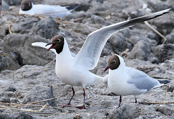 Black-headed gull - Camargue