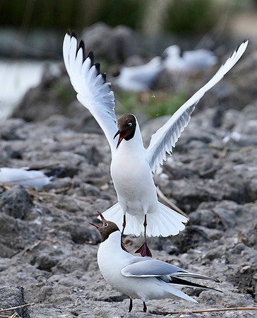 Black-headed gull - Camargue
