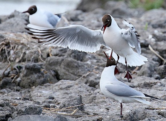 Black-headed gull - Camargue