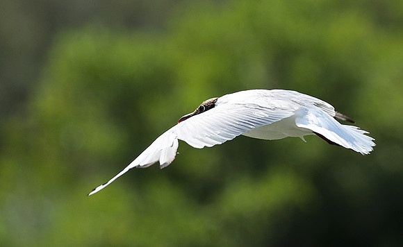 Black-headed gull - Camargue