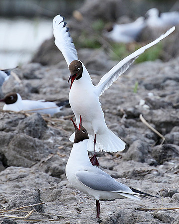 Black-headed gull - Camargue