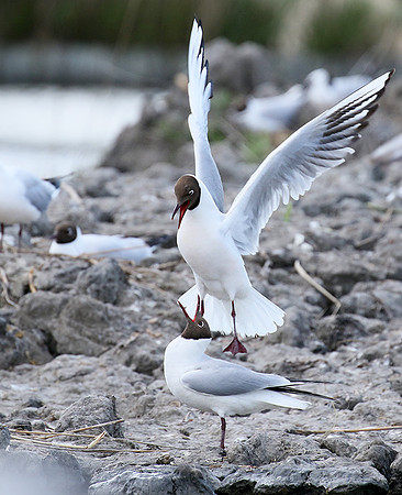 Black-headed gull - Camargue
