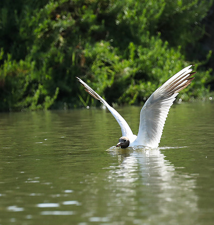 Black-headed gull - Camargue