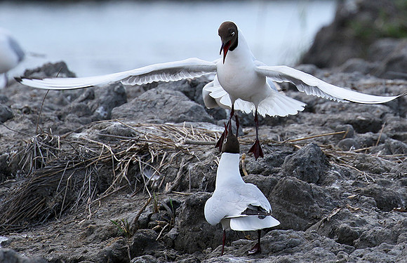 Black-headed gull - Camargue