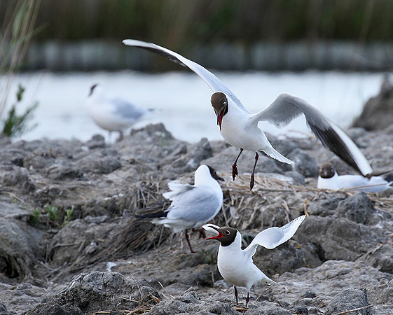 Black-headed gull - Camargue