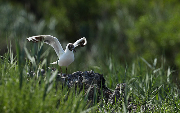 Black-headed gull - Camargue