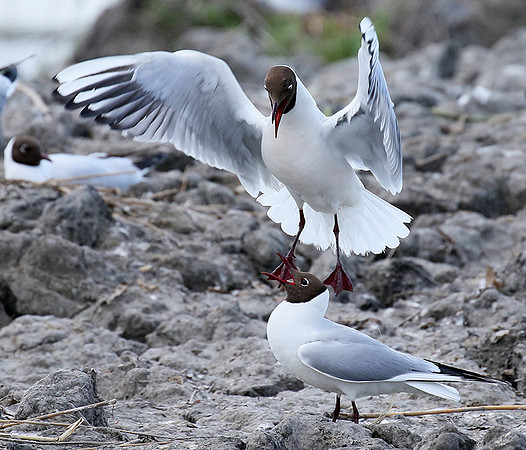Black-headed gull - Camargue