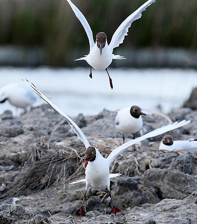 Black-headed gull - Camargue