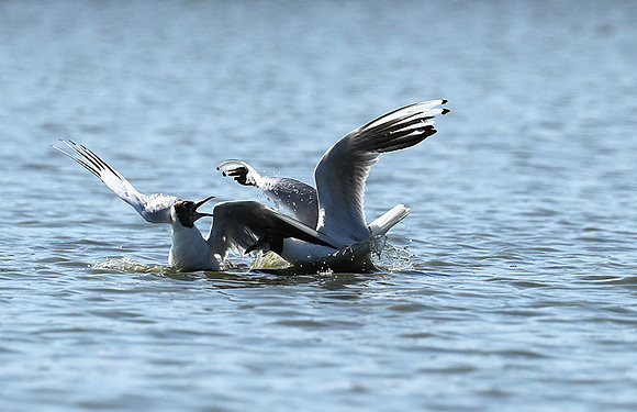Black-headed gull - Camargue
