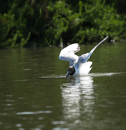 Black-headed gull - Camargue