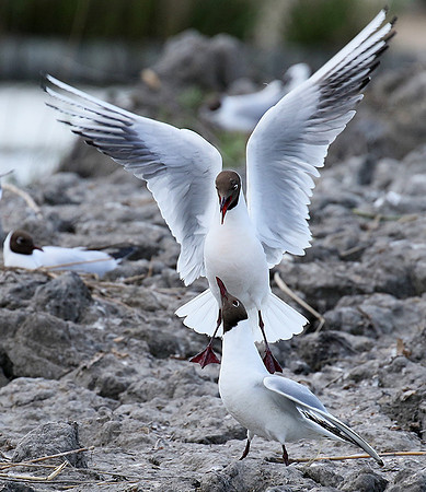 Black-headed gull - Camargue