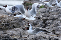 Black-headed gull - Camargue