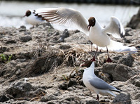 Black-headed gull - Camargue